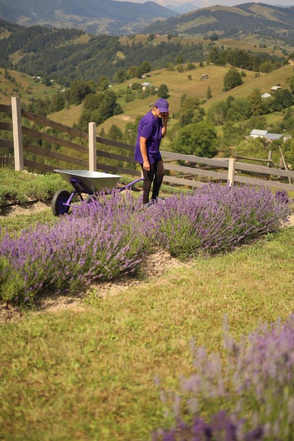 Lavender Valley Perekrestnoye Exterior photo